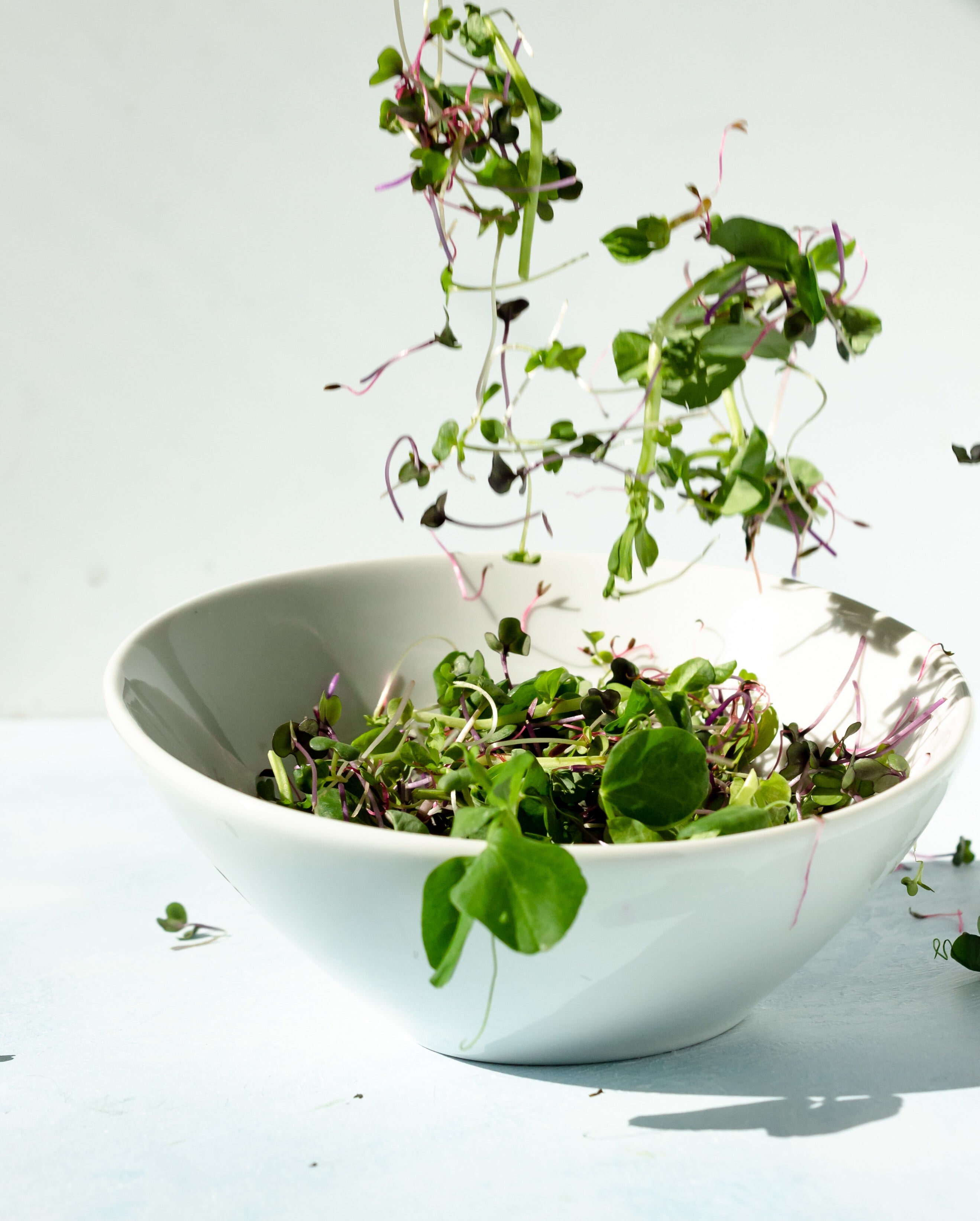 Sprouted Broccoli Seeds: Their Powerful Properties